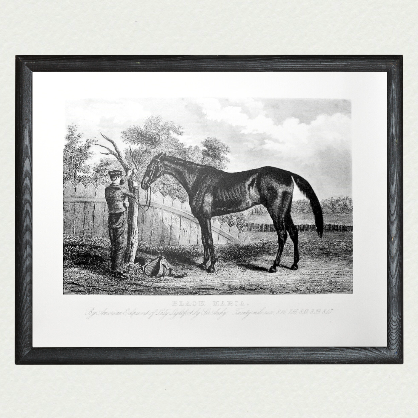 American Horses - Black Maria