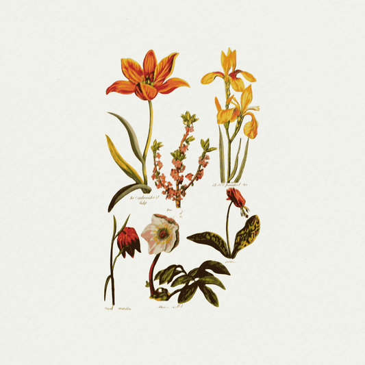 Tulips (3), by John Hills Eden