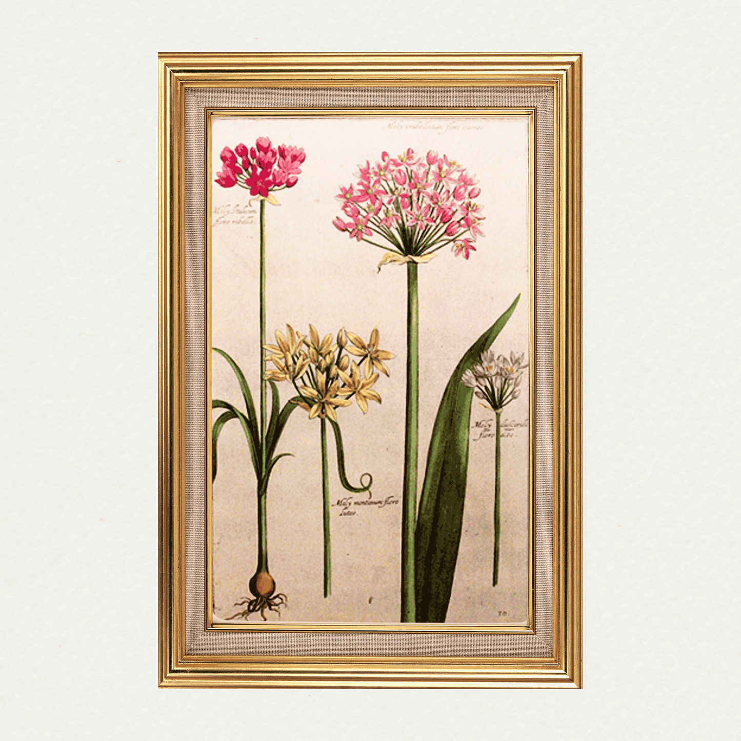 Rabel's Theatrum Florea - Moly Umbellatum 592