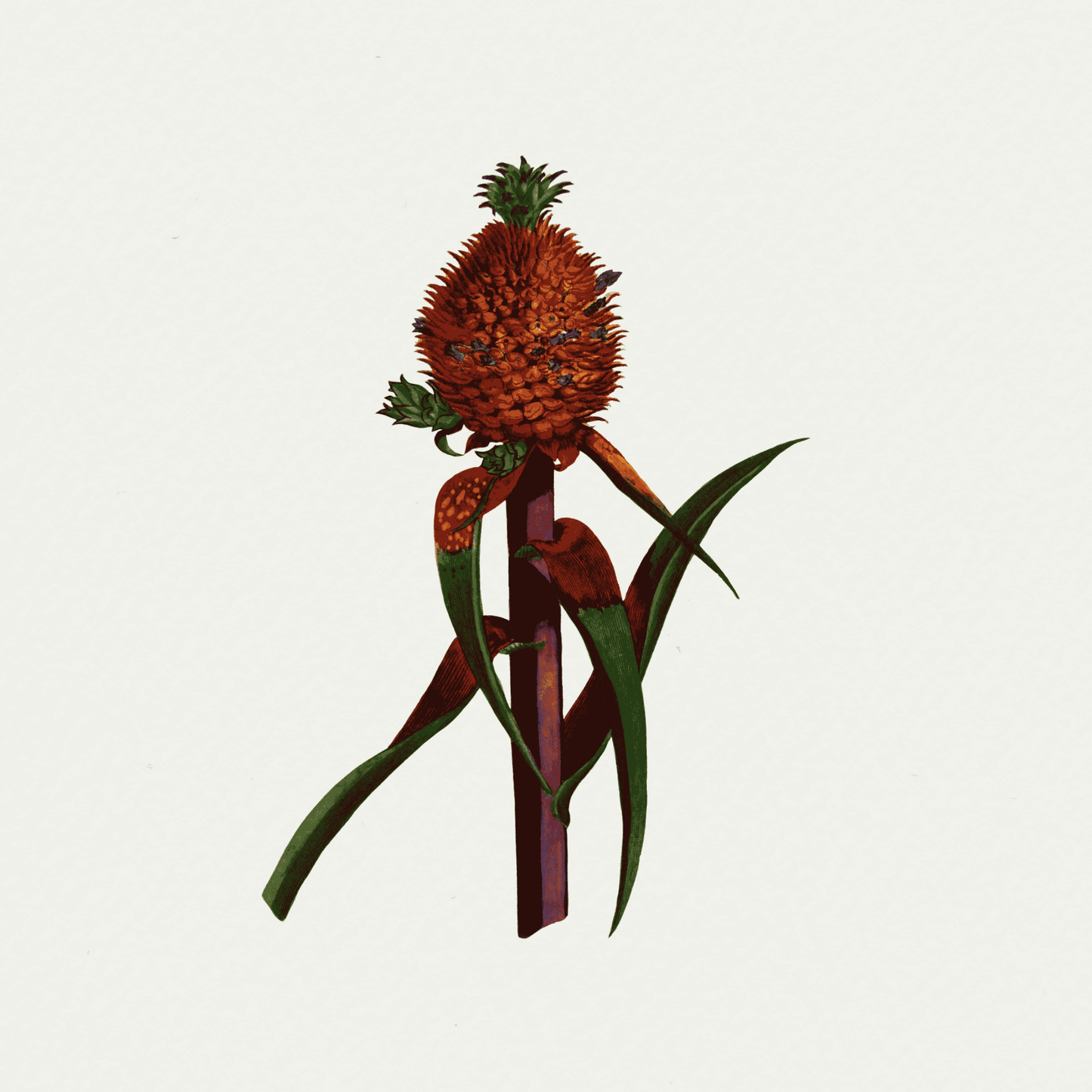 Pineapples (Ananas) (2)