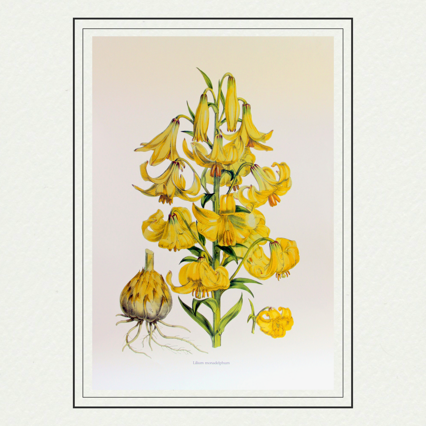 Lilium monadelphum, by H. J. Elwes