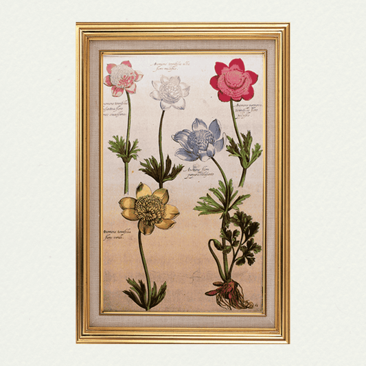 Rabel's Theatrum Florea - Anemone Tennefolia 594