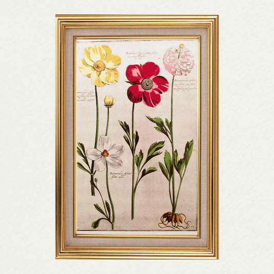 Rabel's Theatrum Florea - Ranunculus 595