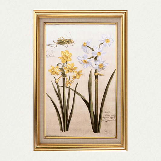 Rabel's Theatrum Florea - Narcissus 596