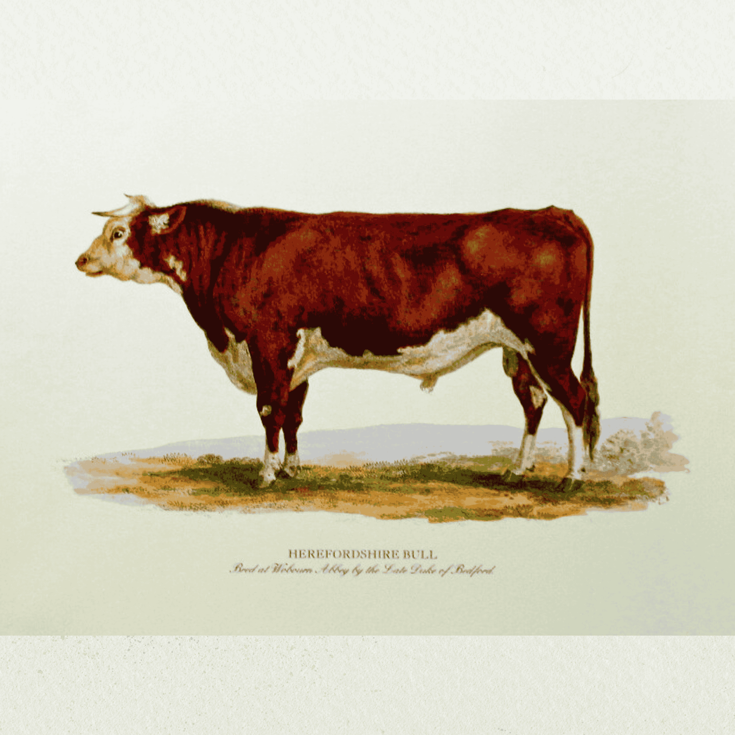 Prize Bulls and Sheep - Herefordshire Bull