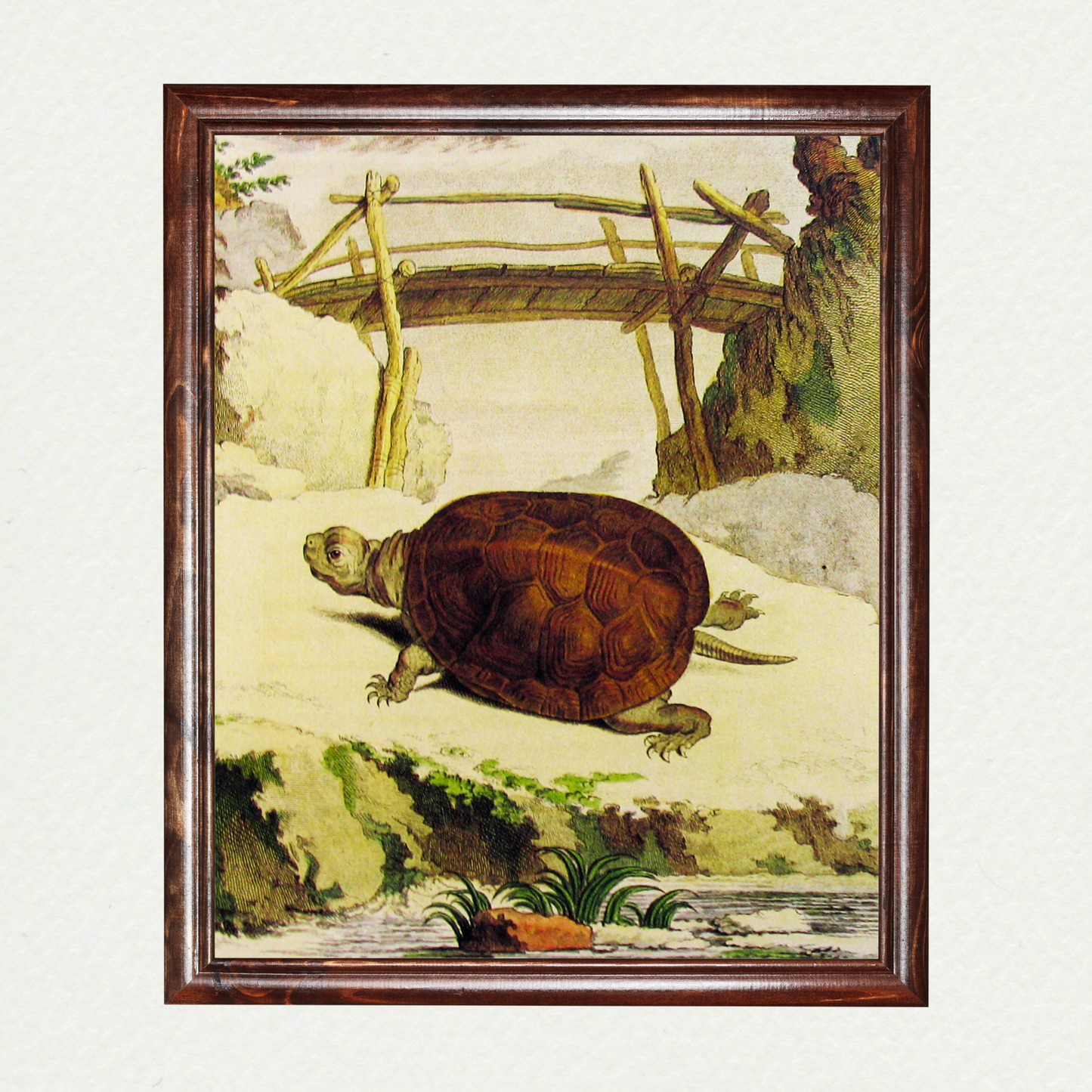 Turtle (3)