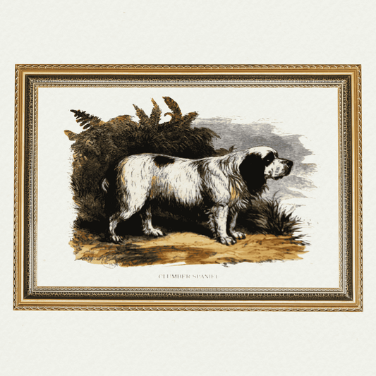 Dogs - Clumber Spaniel