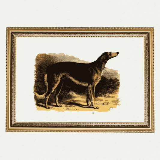 Dogs - Circassian Orloff Wolfhound