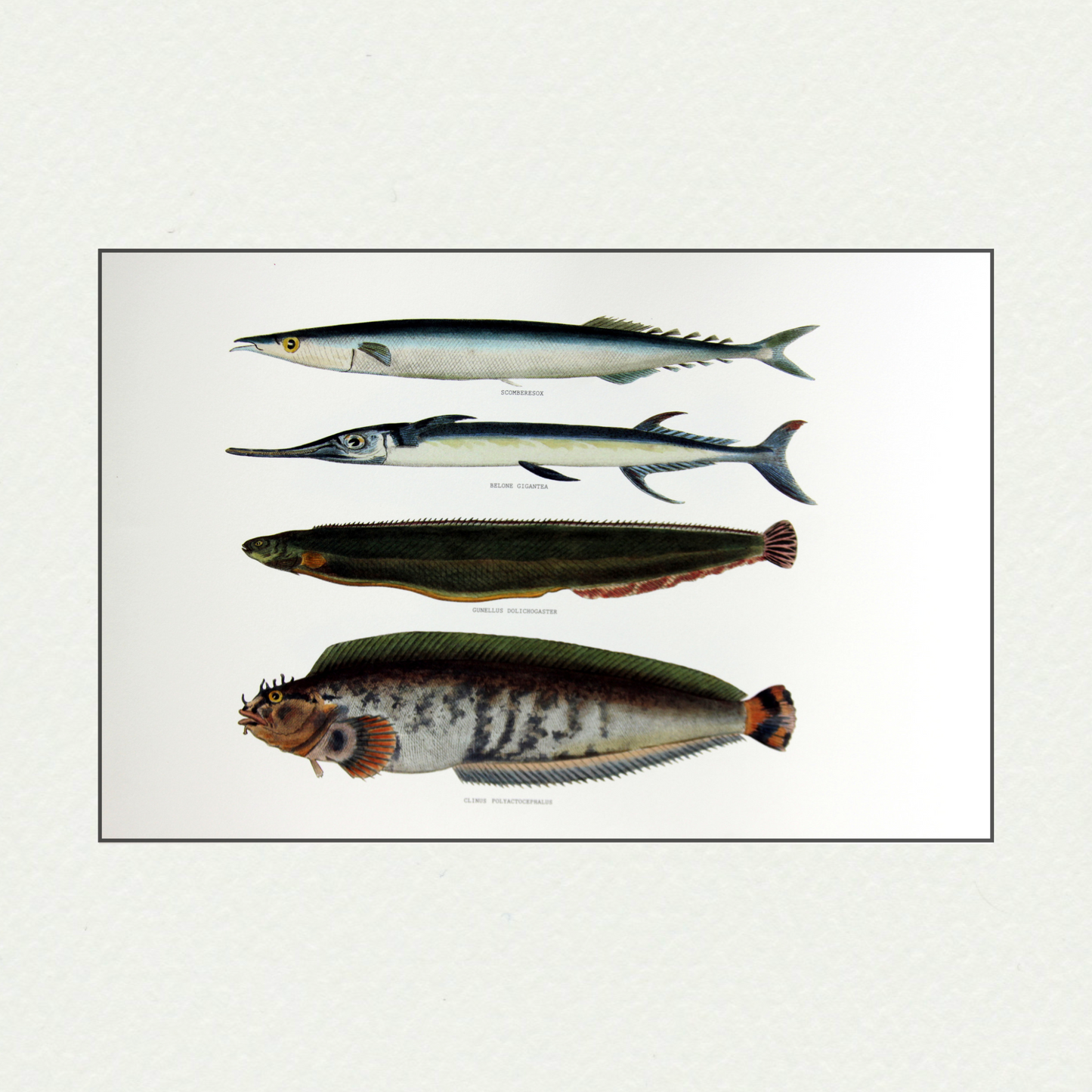 Japanese Fishes (408)