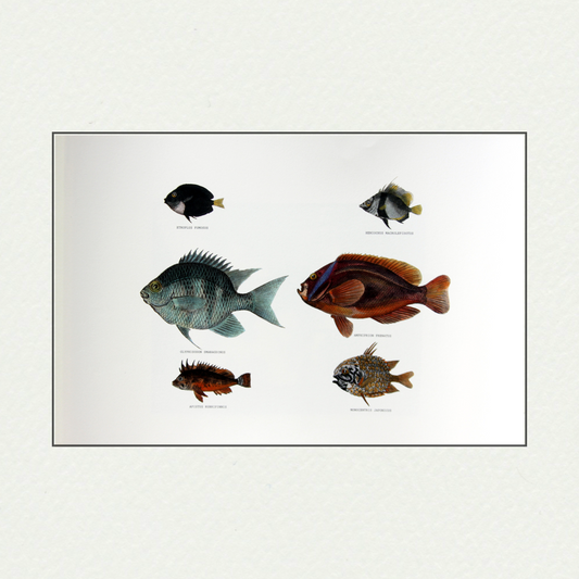 Japanese Fishes (411)