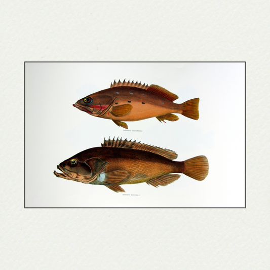 Japanese Fishes (409)