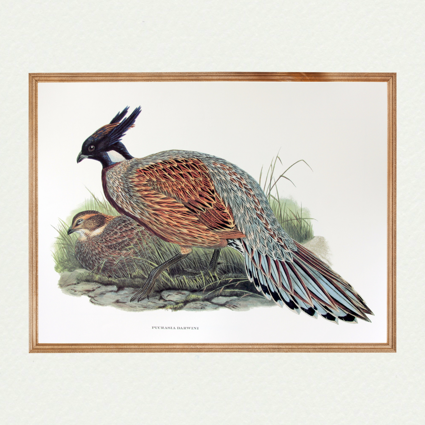 Pheasants - Pucrasia Darwini