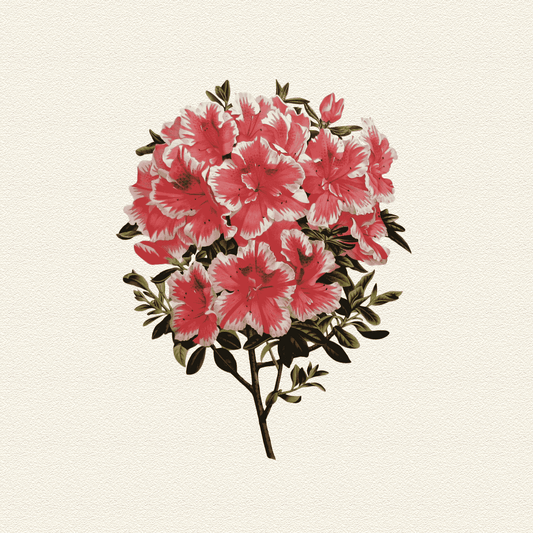 The Floral Garden (5)