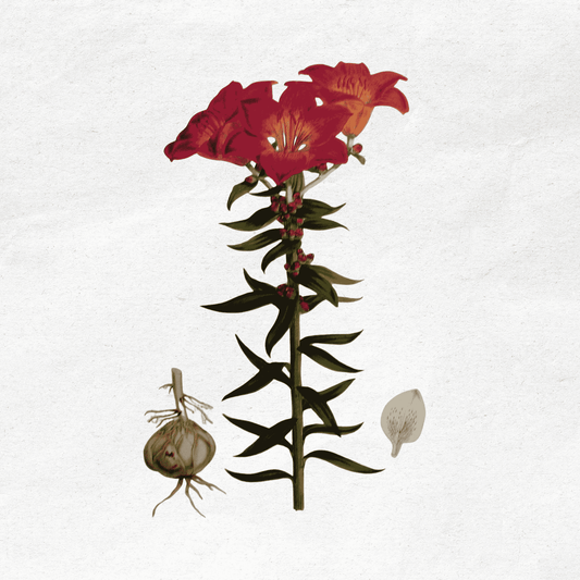 Lilium Bulbiferum, by H. J. Elwes