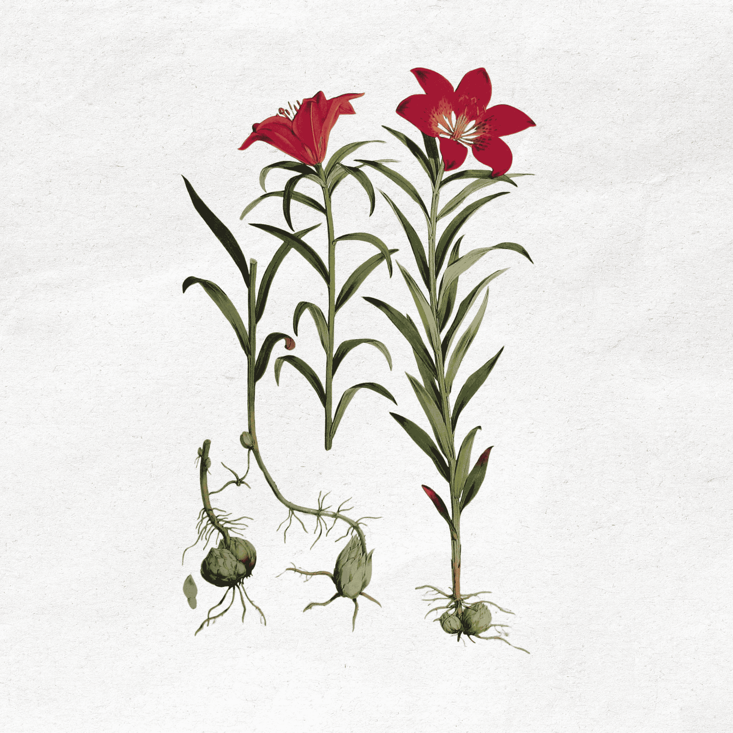 Lilium Davuricum, by H. J. Elwes