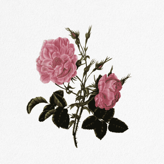 Rosa Domascena A. - Red Damask Rose