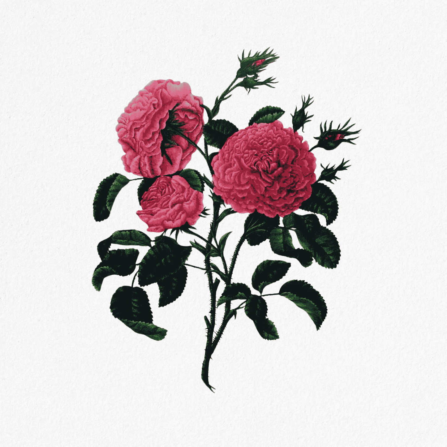 Rosa centrifolia - Singelton's houndred leaved Rose