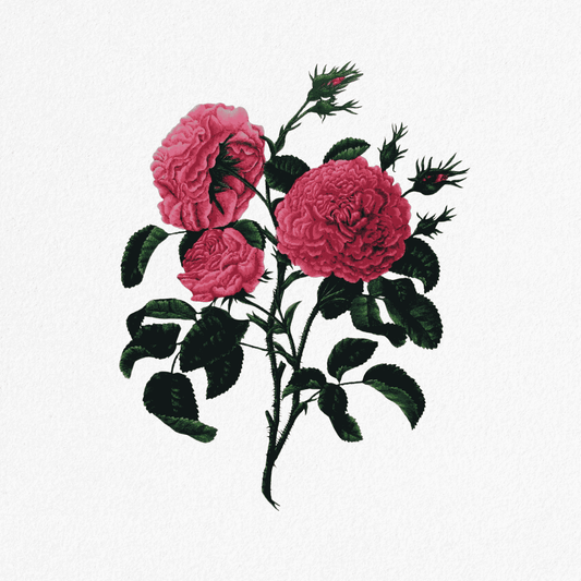 Rosa centrifolia - Singelton's houndred leaved Rose