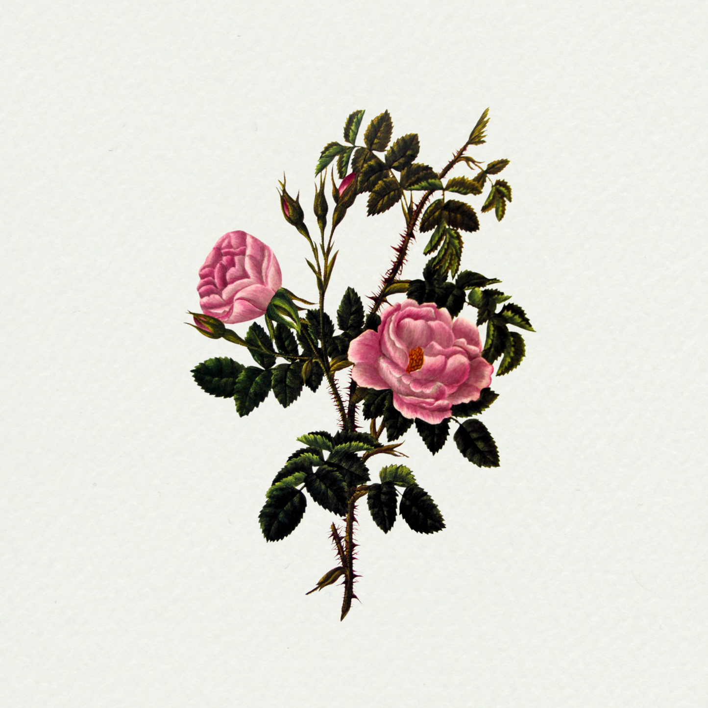 Rosa Provincialis:  Rose De meaux
