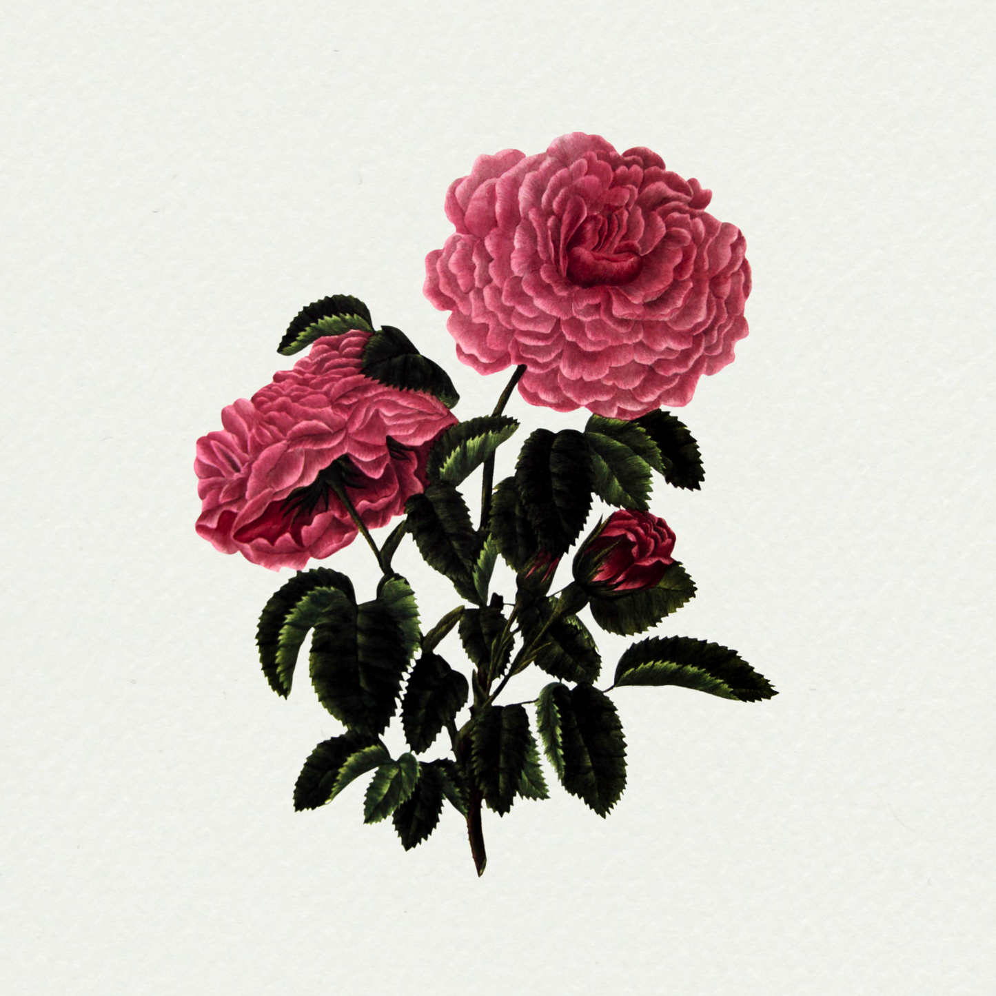Rosa centrifolia - Monstrou's houdred leaved Rose