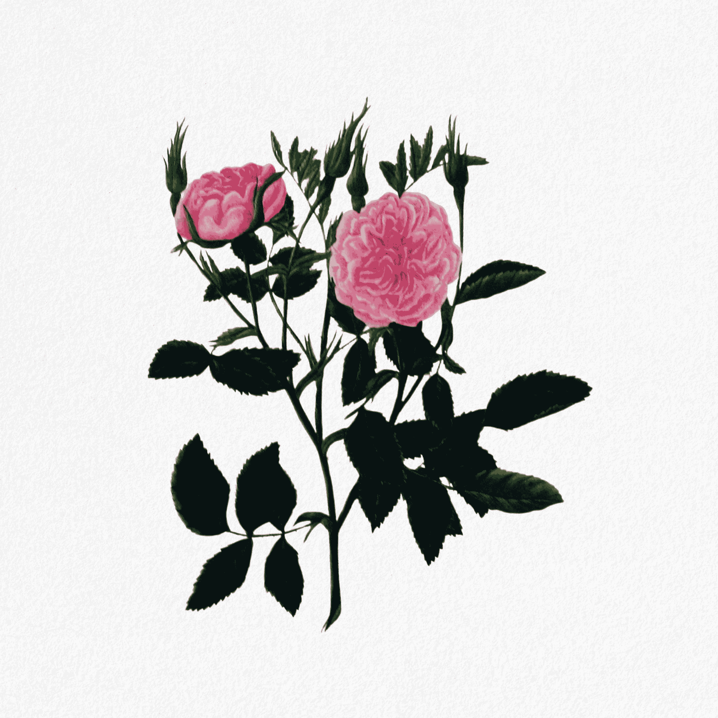 Rosa Provincialis - Shailerprovence Rose