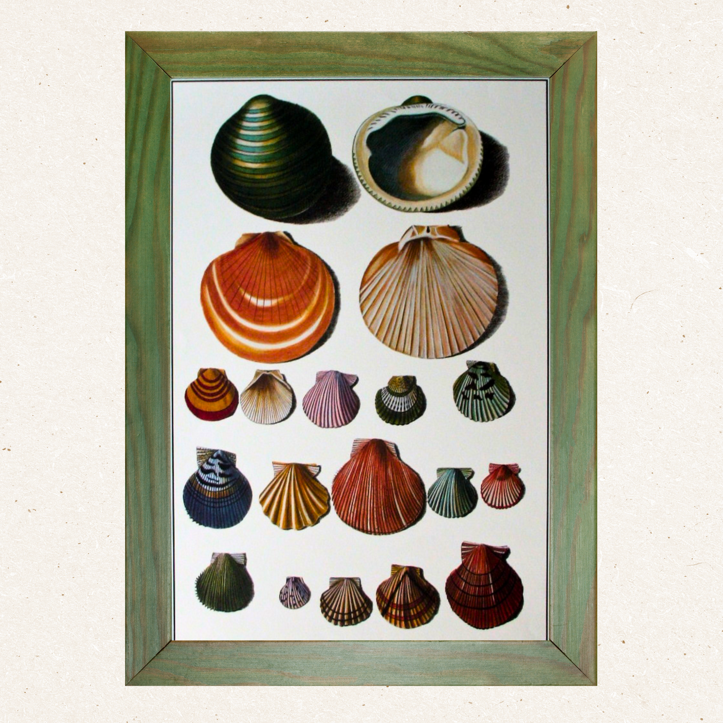 Shells (338)