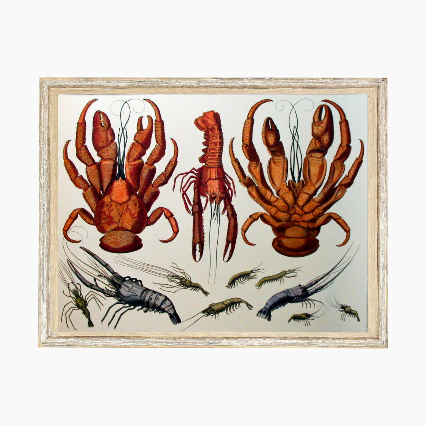 Shellfish (436)