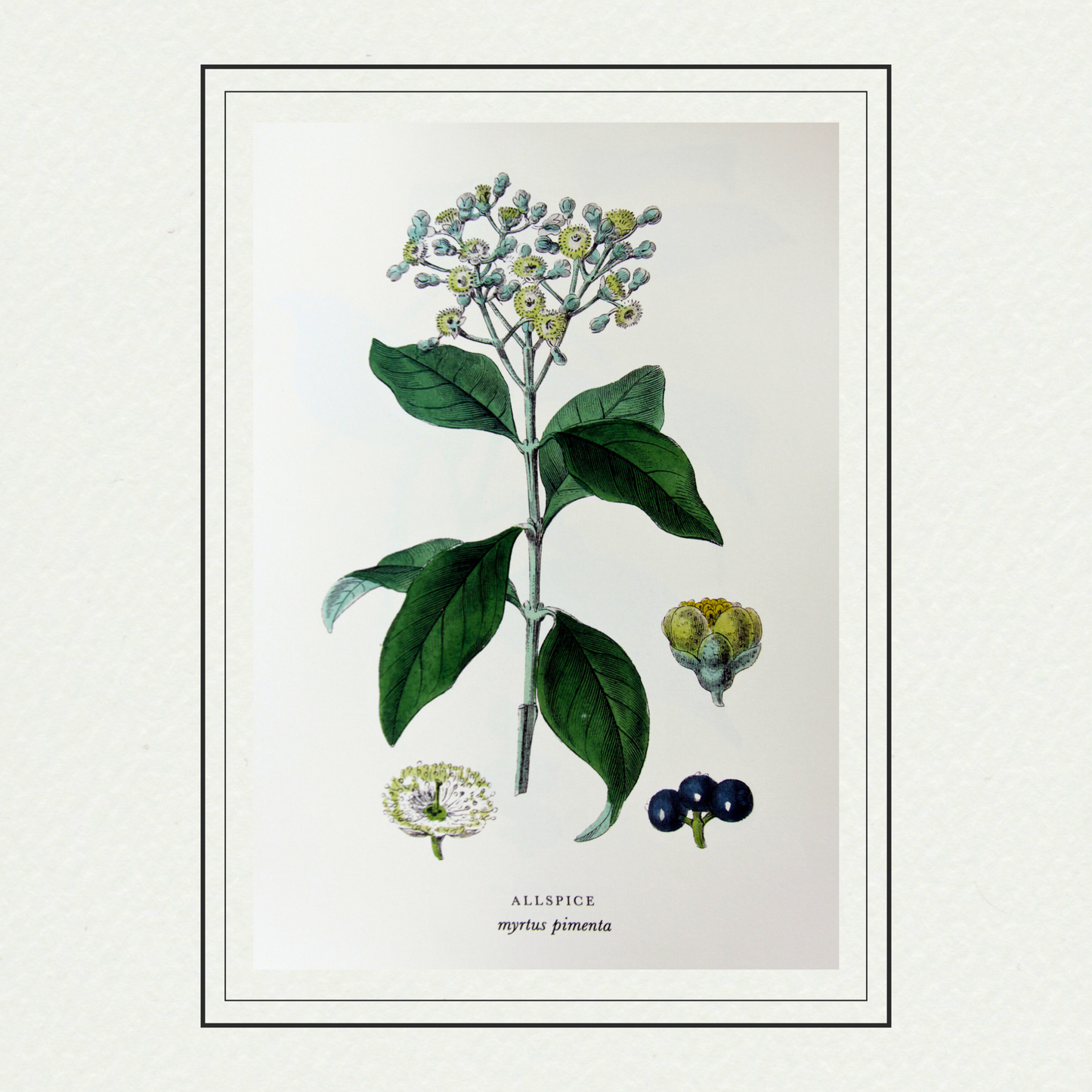 Spices - Allspice