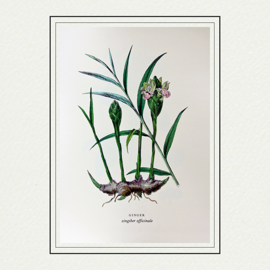 Spices - Ginger