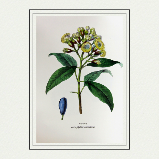 Spices - Clove