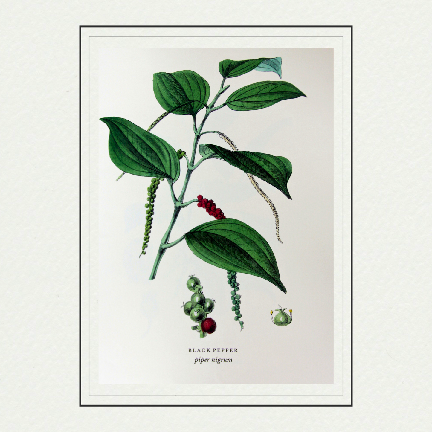 Spices - Black Pepper