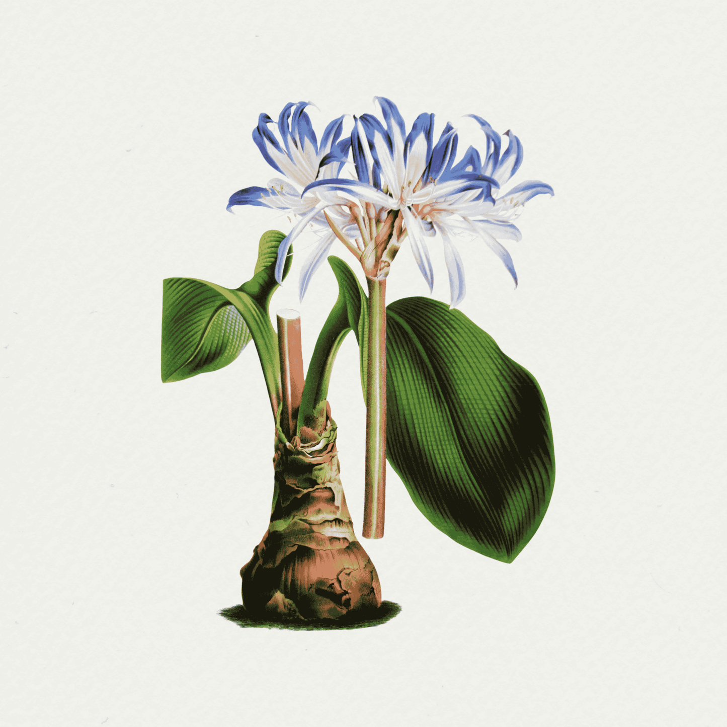 The Floral Garden (6) 495
