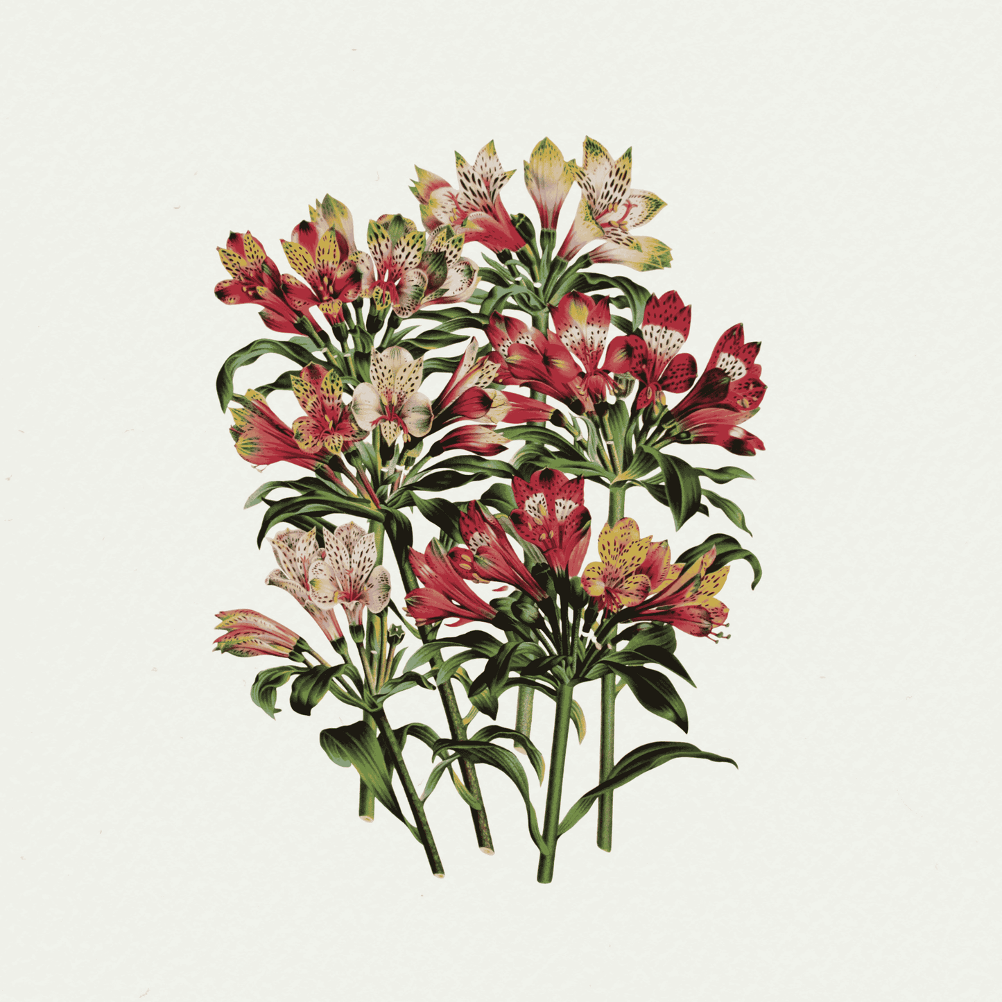 The Floral Garden (2)