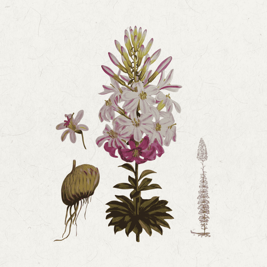 Lilium washingtonianum, by H. J. Elwes