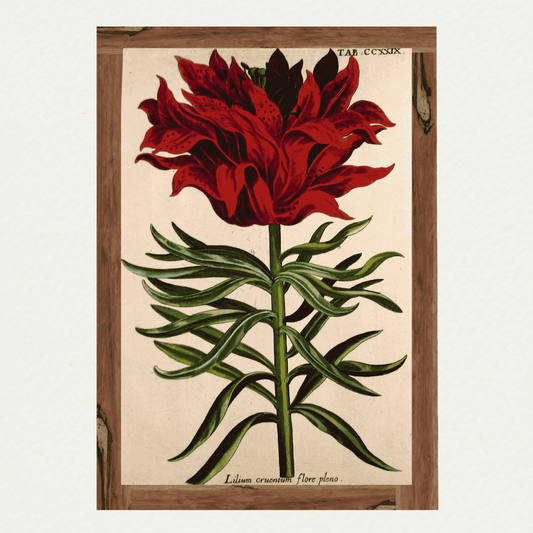 De Bry Florilegium (1)