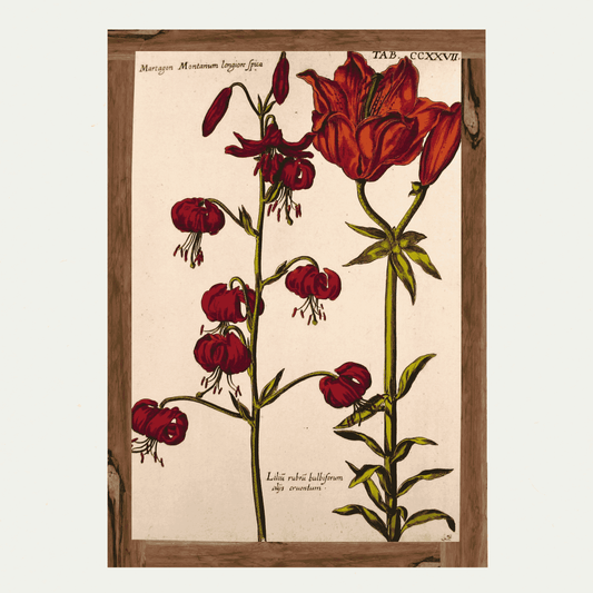 De Bry Florilegium (2)