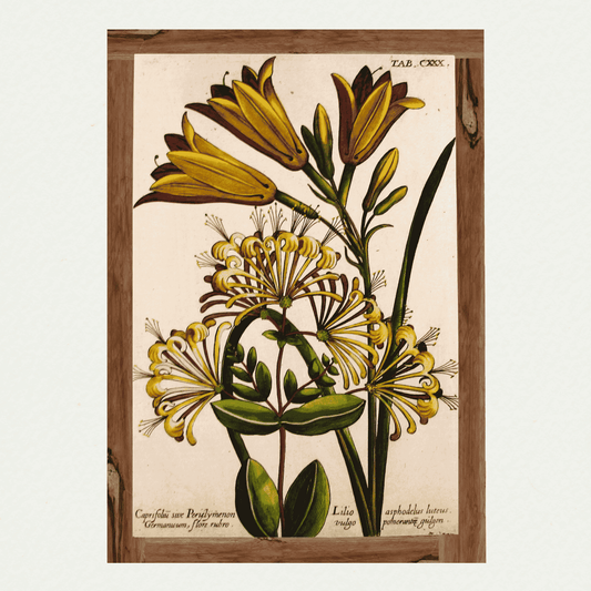 De Bry Florilegium (4)