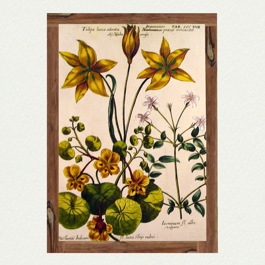 De Bry Florilegium (3)