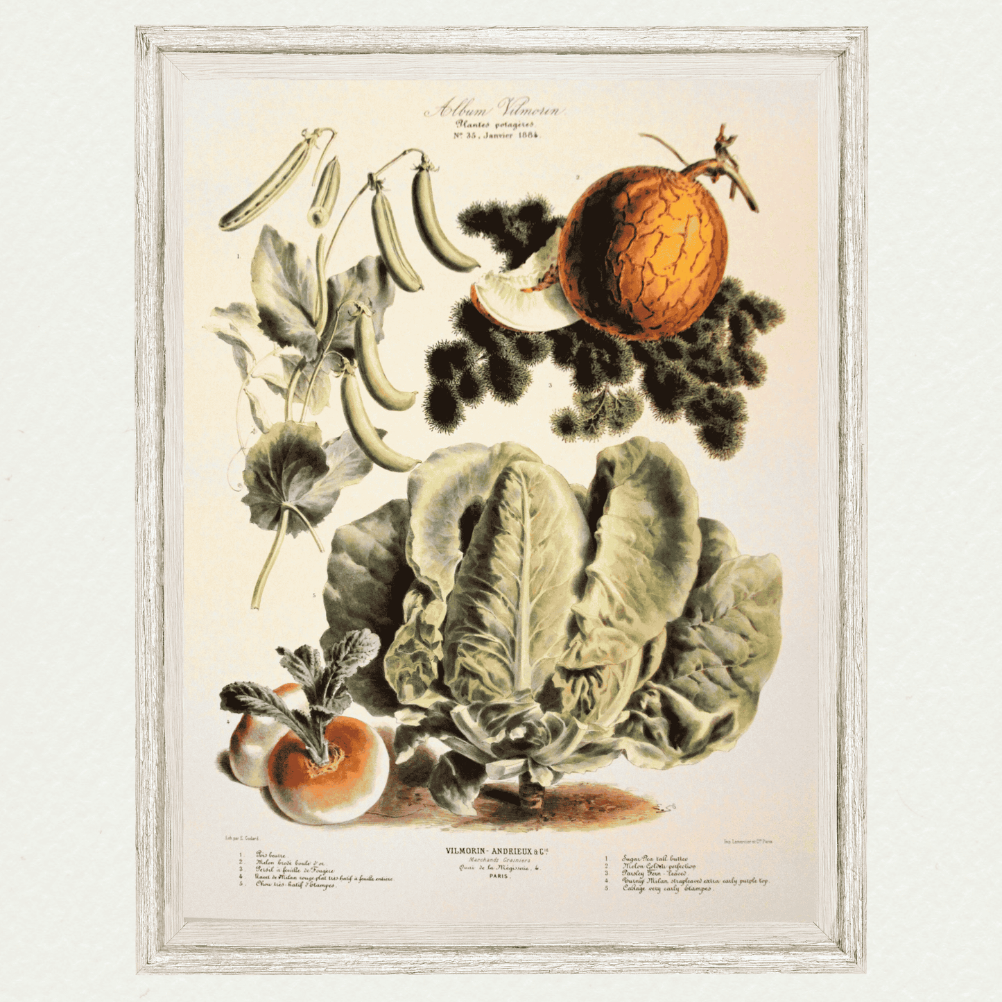 The Vegetable Garden (AV35)