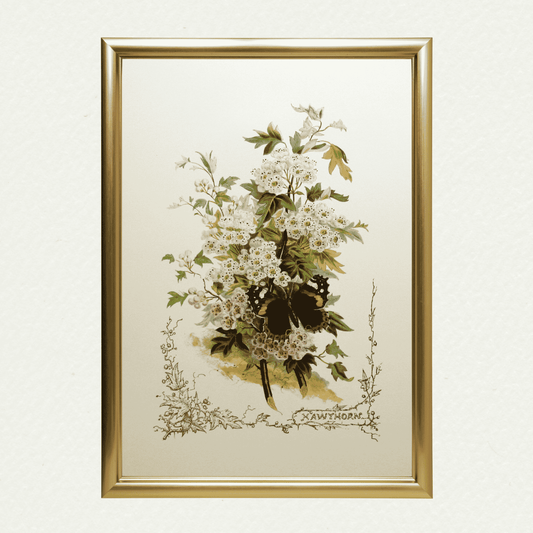 Hawthorn (Victorian Flowers), by Paul Jerand 346