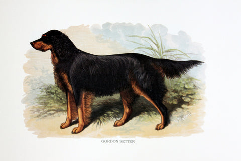 Dogs - Gordon Setter