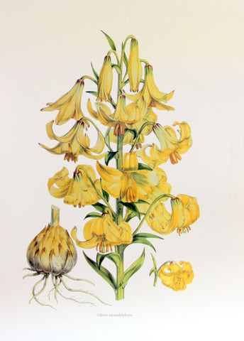 Lilium monadelphum, by H. J. Elwes