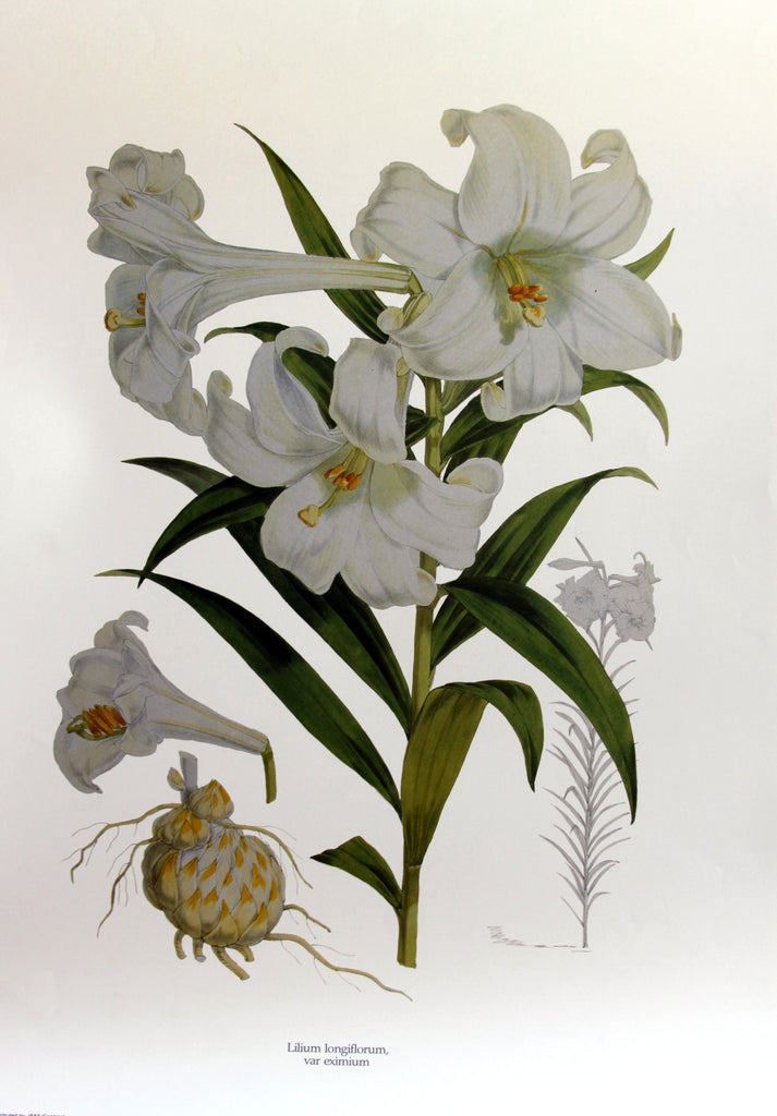 Lilium longiflorum var eximium, by H. J. Elwes