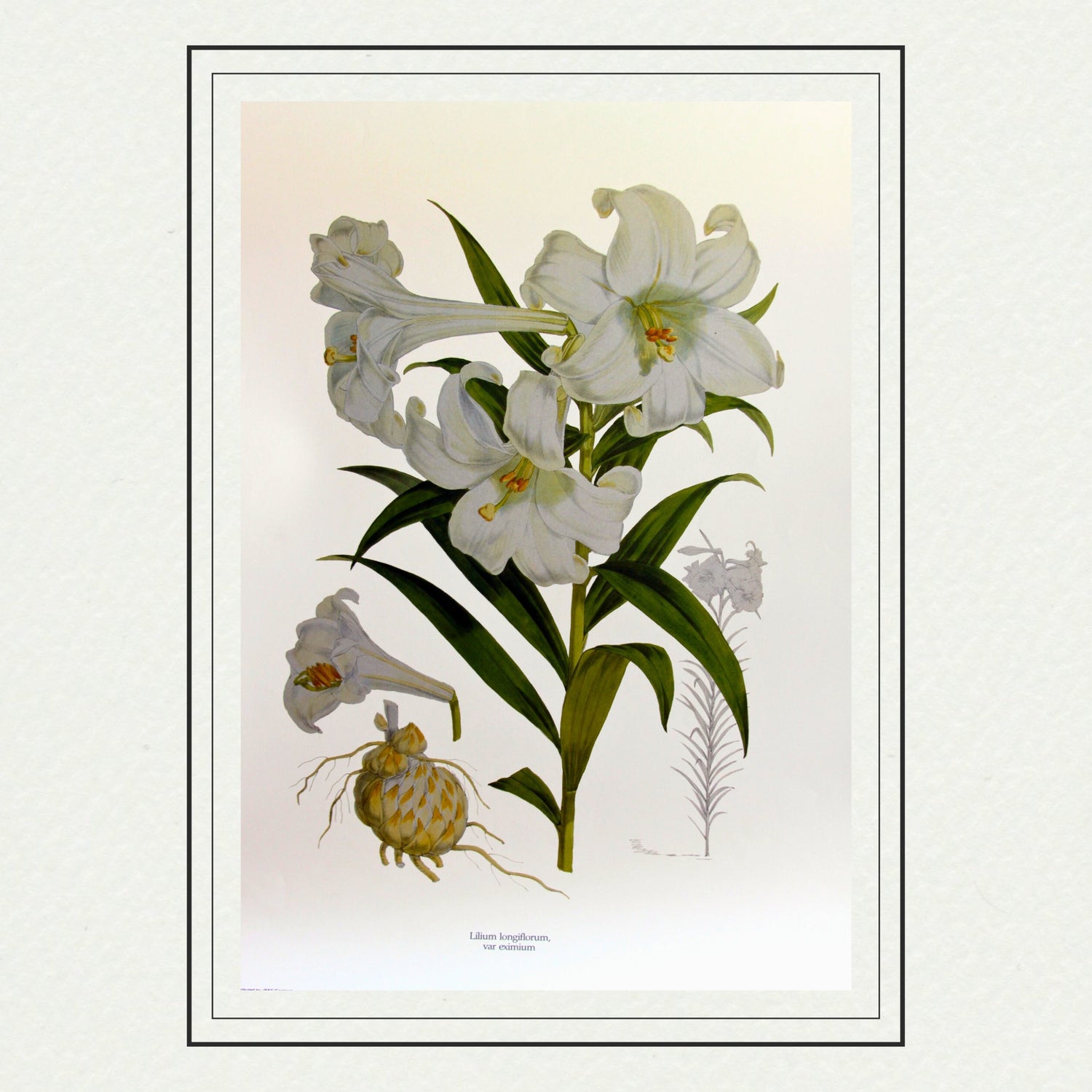 Botanicals