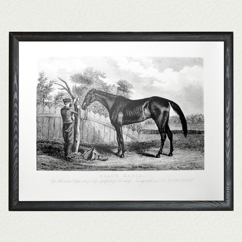 American Horses - Black Maria