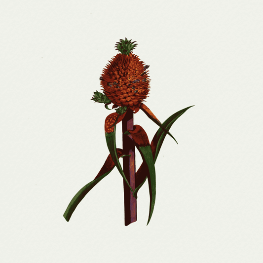 Pineapples (Ananas) (2)