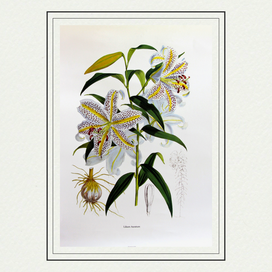 Lilium Auratum by H. J. Elwes 357