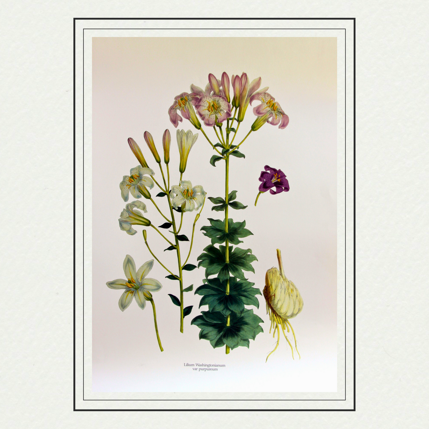 Lilium washingtonianum var purpureum, by H. J. Elwes