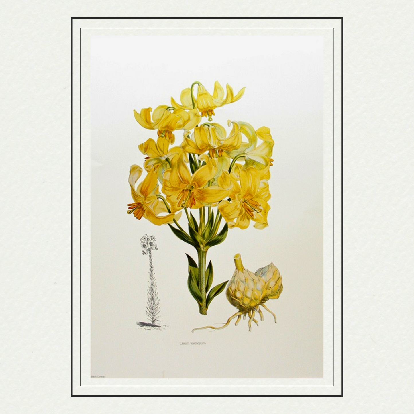 Lilies (254), by H. J. Elwes