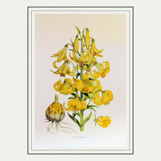 Lilium monadelphum, by H. J. Elwes